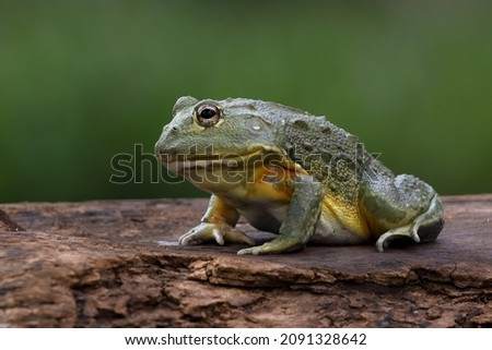 The African Giant Bullfrog (Pyxicephalus adspersus) is the world's second largest species of frog after the goliath frog.