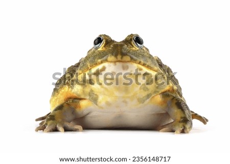 The African Giant Bullfrog (Pyxicephalus adspersus) closeup, Juvenile  African Giant Bullfrog on isolated background