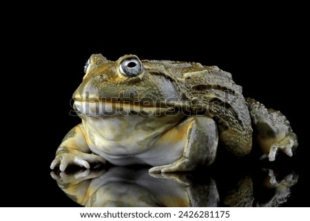 The African Giant Bullfrog (Pyxicephalus adspersus) closeup, Juvenile  African Giant Bullfrog on isolated background