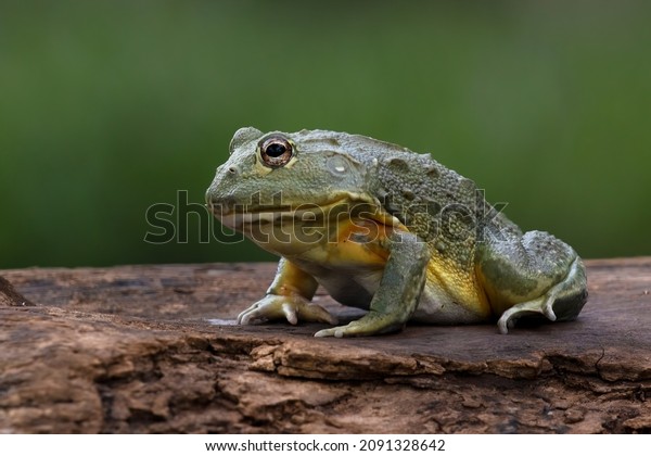 The African Giant Bullfrog (Pyxicephalus adspersus)\
is the world\'s second largest species of frog after the goliath\
frog.