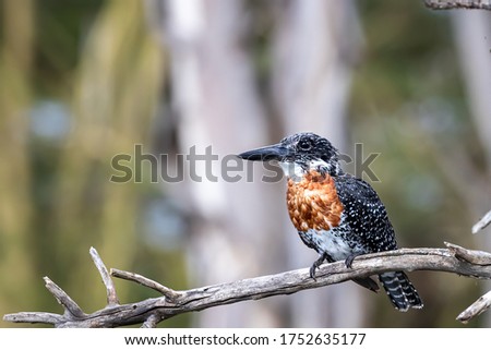 African giant kingfisher, megaceryle maxima,perched in a tree at Lake Naivasha, Kenya. Side view with space for text.