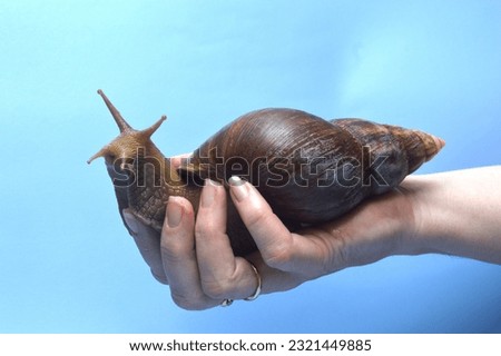 African giant snail Achatina in human hands