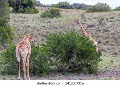 The African Giraffe In The Amakhala Game Reserve