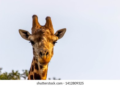 The African Giraffe In The Amakhala Game Reserve