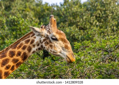 The African Giraffe In The Amakhala Game Reserve