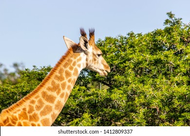 The African Giraffe In The Amakhala Game Reserve