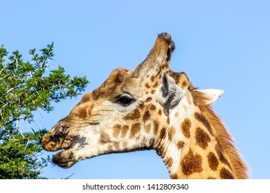 The African Giraffe In The Amakhala Game Reserve