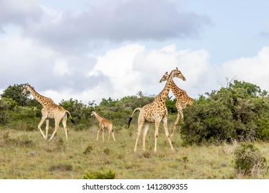 The African Giraffe In The Amakhala Game Reserve