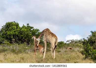 The African Giraffe In The Amakhala Game Reserve