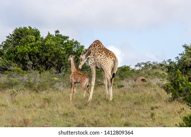 The African Giraffe In The Amakhala Game Reserve