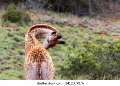 The African Giraffe In The Amakhala Game Reserve