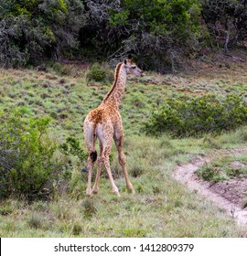 The African Giraffe In The Amakhala Game Reserve