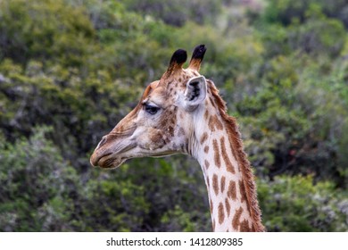 The African Giraffe In The Amakhala Game Reserve