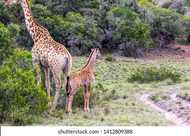 The African Giraffe In The Amakhala Game Reserve