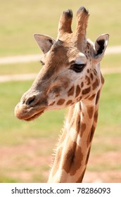 african giraffe up close