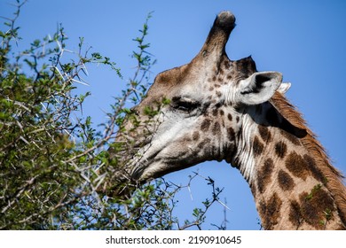 African giraffe eating leaves from the trees of the African savannah with its long tongue, this herbivorous animal lives the wildlife of the African savannah and is the star of safaris.