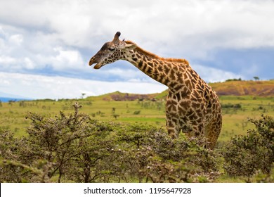 African giraffe feeding on Acacia whistling thorn full of stinging ants. Ants use bulbous as shelter, nectar, sap. In return, they attack animals that eat Acacia leaves. (Acacia drepanolobium). 