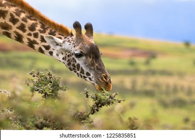 African Giraffe Feeding On Acacia Whistling Thorn At The Rim Of Ngorongoro Crater, Arusha Region, Tanzania, East Africa
