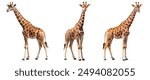 African giraffe isolated on white background. Side, front and perspective view.