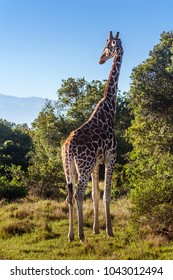 African Giraffe, Maasai Mara Game Reserve, Kenya