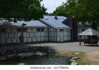 African Giraffe Near Pool In Zoo Enclosure