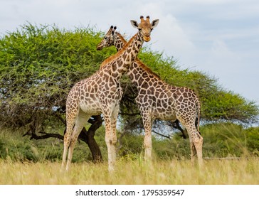 African Girrafe In The Wild