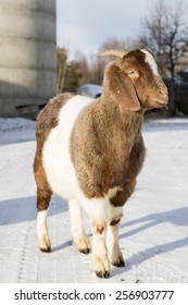 African goat in a farm in Nordland, Norway