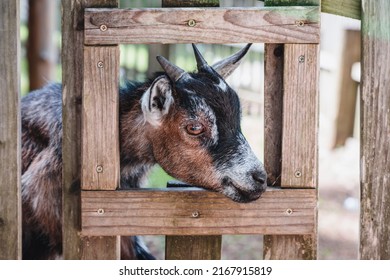 African goat looking trough the window in the petting zoo - Shutterstock ID 2167915819