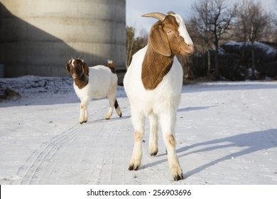 African goats in a farm in Nordland, Norway