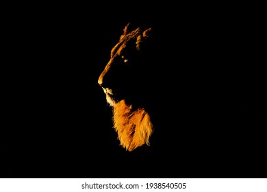 african golden lighted lion head isolated on black - Powered by Shutterstock