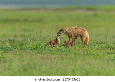 African golden wolf mother with pups at a den site in Ngorongoro crater, Tanzania