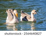 The African goose is a breed of domestic goose derived from the wild swan goose (Anser cygnoides)