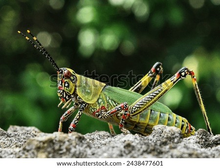 African grasshopper with african colours and pattern