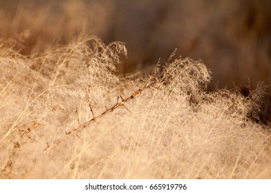 African Grassland