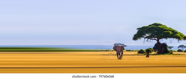 African Grassland Elephants