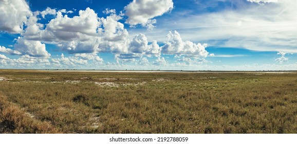 African Grassland In The Morning, Blue Sky With White Cumulus Clouds