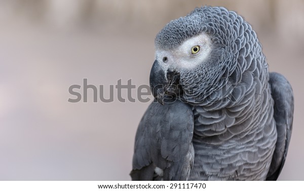 African Gray\
Parrot