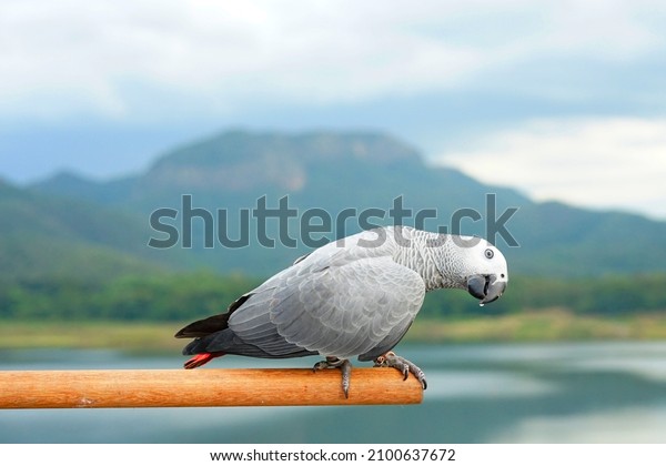 African gray parrot (Psittacus erithacus) on a\
perch a blurred natural\
background