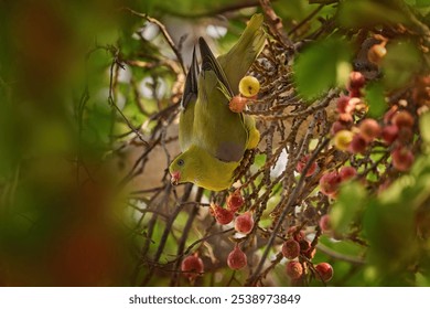 African green pigeon, Treron calvus, yellow-green bird feeding fruits on the tree, Maun in Botswana. Birdwatching in Africa. Pigeon dove in the nature habitat. - Powered by Shutterstock