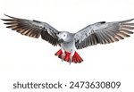 African grey Congo parrot - Psittacus erithacus - medium sized grey white colored bird with red tail feathers common in captivity, prized for its ability to mimic human speech and a wide vocabulary