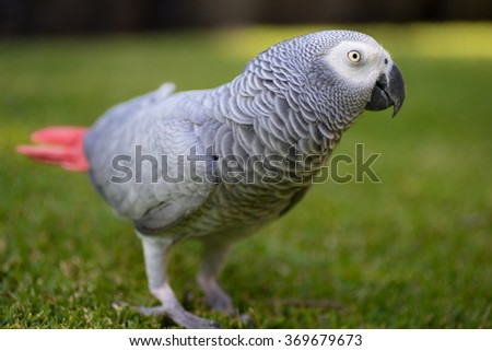 African Grey (Gray) Parrot walking around on grass
