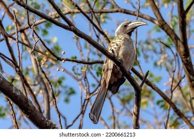 1,336 Johannesburg birds Images, Stock Photos & Vectors | Shutterstock