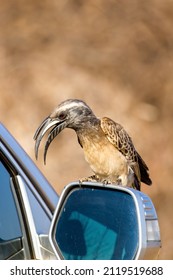 African Grey Hornbill In South Arica