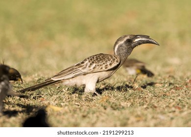 African Grey Hornbill (Tockus Nasutus) Standing On A Grassfield In A Safari Camp In Kruger National Park In South Africa