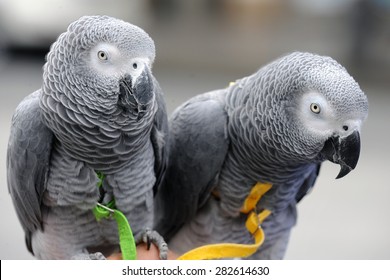 African Grey Parrot