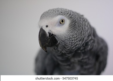 African Grey Parrot