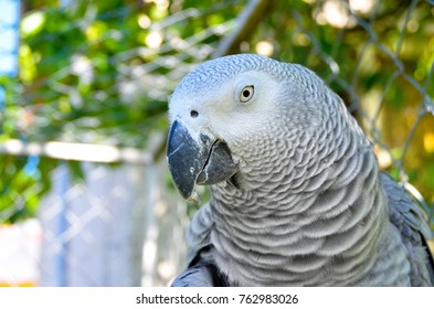African grey parrot 