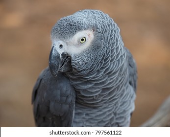 The African Grey Parrot