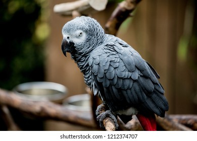 African Grey Parrot At Bloedel Conservatory