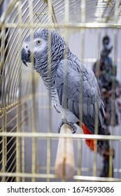 African Grey Parrot In Cage. Jako Parrot. Pet Shop Bird